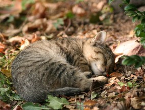 AP照片：雅加达的捕猫笼捕捉行动旨在帮助流浪猫，比如活泼的黑猫希达姆和好斗的阿英猫（Aing Maung）