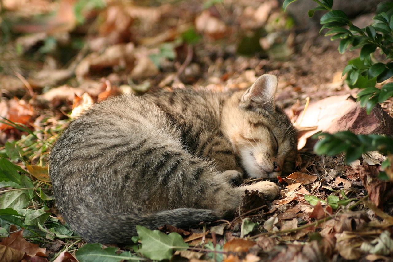 AP照片：雅加达的捕猫笼捕捉行动旨在帮助流浪猫，比如活泼的黑猫希达姆和好斗的阿英猫（Aing Maung）  第1张